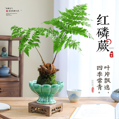 红磷蕨苔藓球中式水培绿植盆景