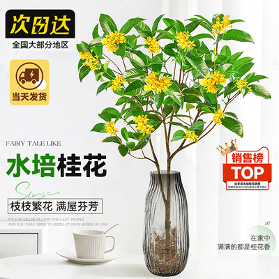 水培桂花水养植物四季桂花香鲜切
