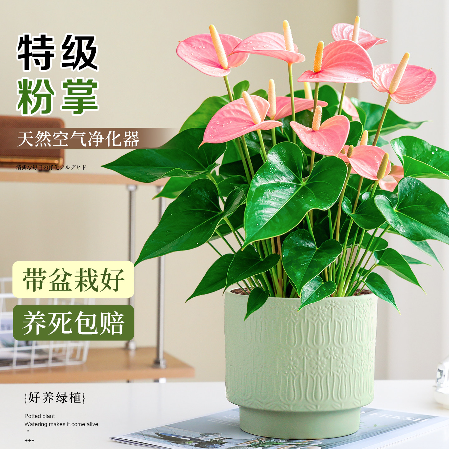 特级带花粉掌盆栽大盆桌面绿植花卉客厅室内除醛耐阴好养红粉佳人