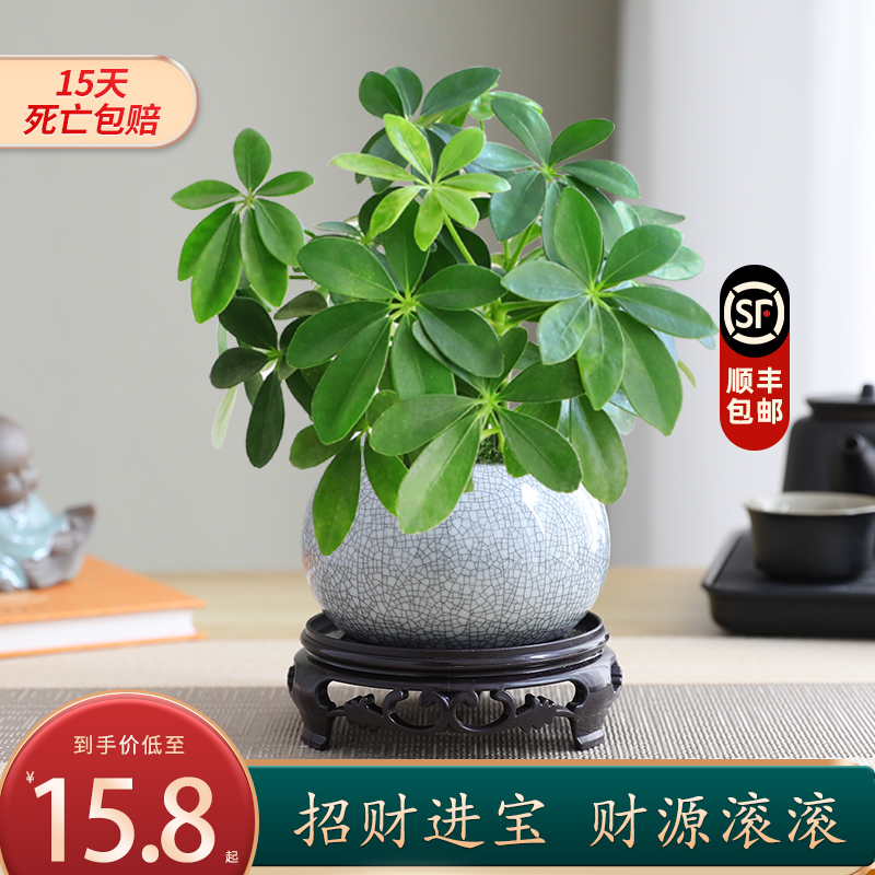 八方来财鸭脚木盆栽易活净化空气