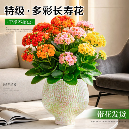 【轻松开爆花】大盆长寿花绿植物