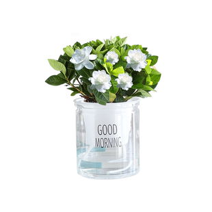 绿植室内盆栽绿萝发财树花卉办公室桌面幼儿园小植物水培好养除醛