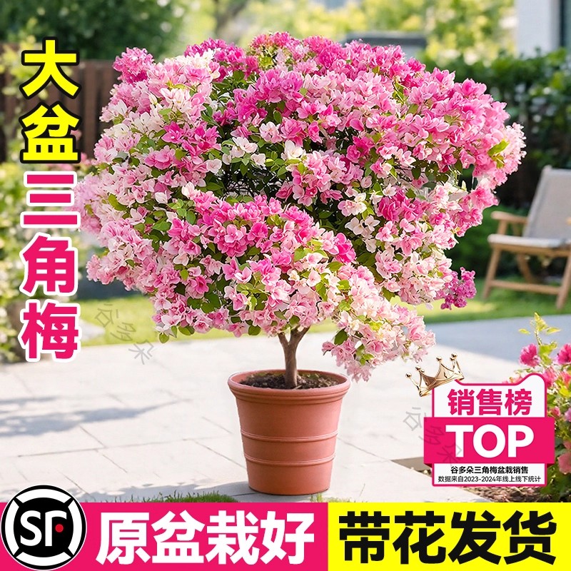 【销量TOP】绿樱三角梅盆栽大苗