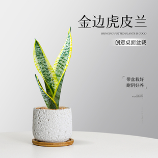 金边虎皮兰盆栽净化空气懒人好养办公室桌面阳台客厅喜阳抗旱绿植