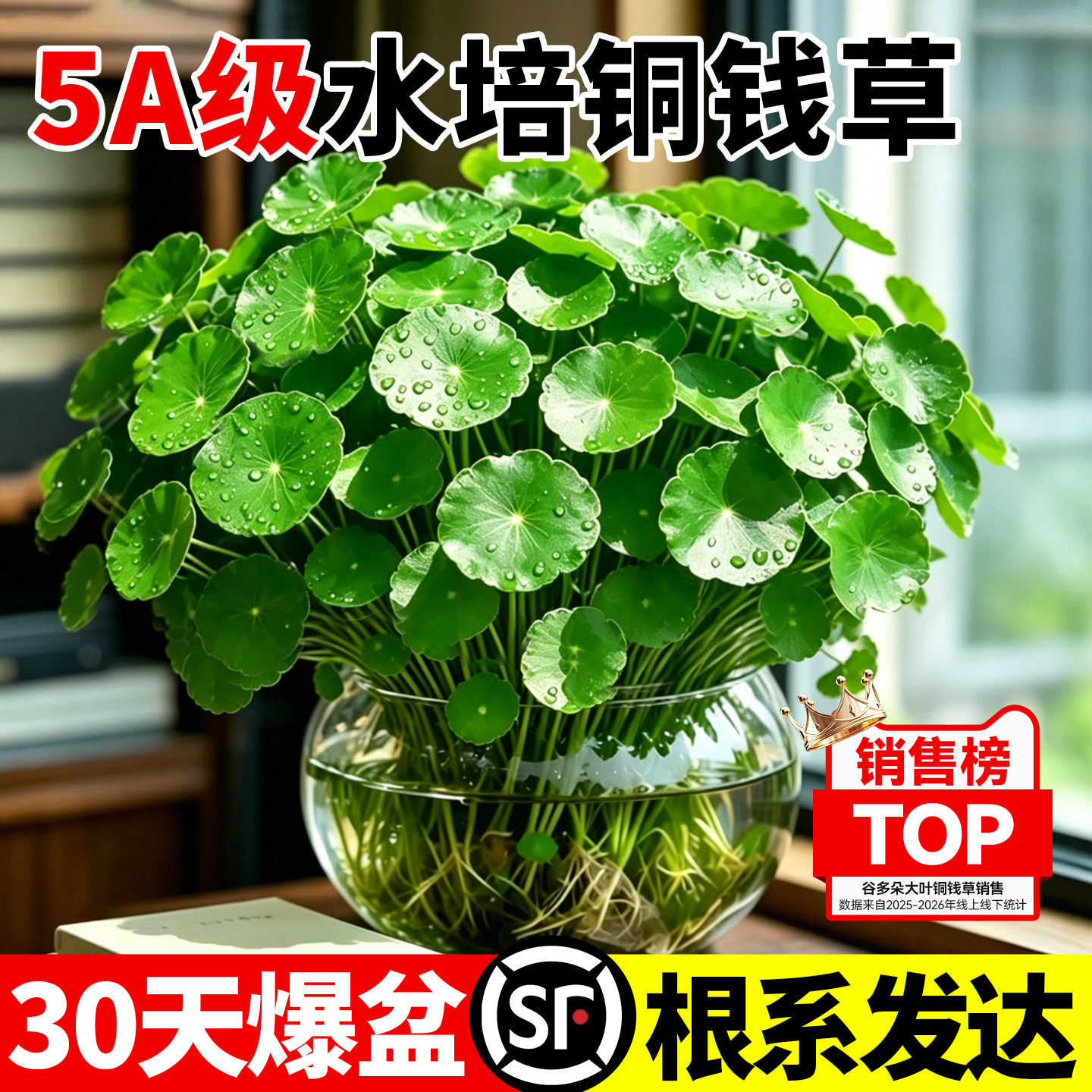 水培大叶铜钱草植物盆栽室内客厅盆景四季好养招财金钱草土培绿植