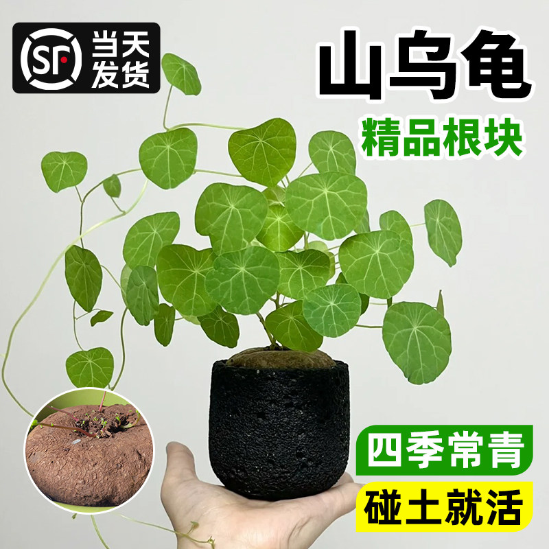 山乌龟植物一叶龟金不换种球盆栽室内阳台水培爬藤观叶好养绿植物,鲜花速递/花卉仿真/绿植园艺,绿植,淘宝优惠券,粉丝福利购,淘宝优惠卷