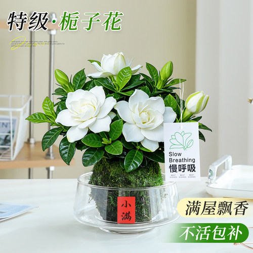 苔藓球栀子花植物办公室桌面盆栽