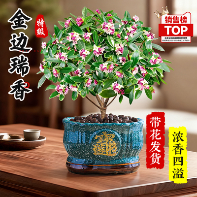特级金边瑞香盆栽带花苞多季开花