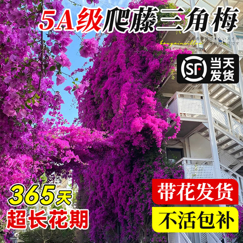 三角梅盆栽带花大苗爬藤四季开花