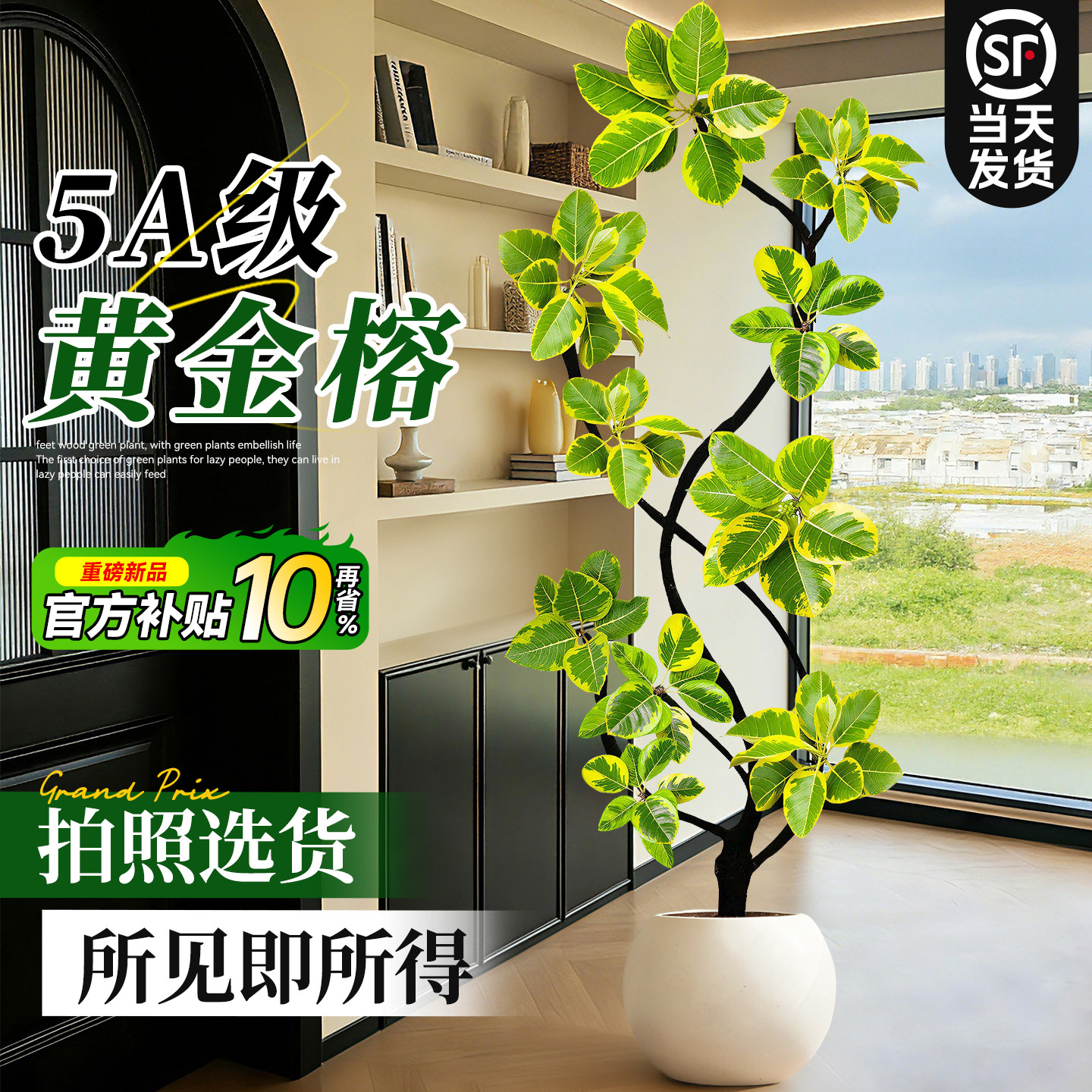 黄金榕盆栽客厅室内好养活老桩树苗高级大气上档次落地大型绿植物