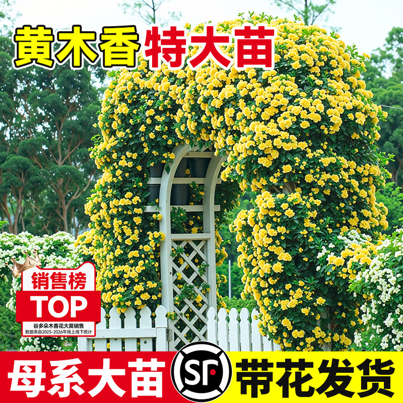 黄木香四季常青苗爬藤植物甜蜜红木香花庭院阳台无刺蔷薇花卉盆栽