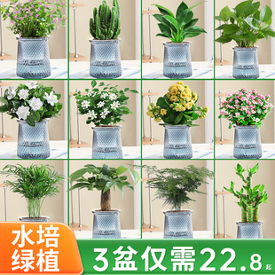 栀子花绿植花卉发财树盆栽办公室内多肉绿萝箩桌面水培好养活植物