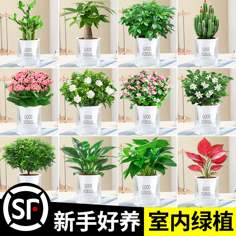 绿植室内盆栽绿萝发财树花卉办公室桌面幼儿园小植物水培好养除醛