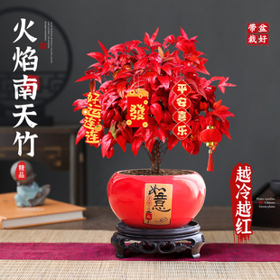 特级火焰南天竹绿植盆栽室内外四季观叶好养耐寒植物花卉年宵盆景