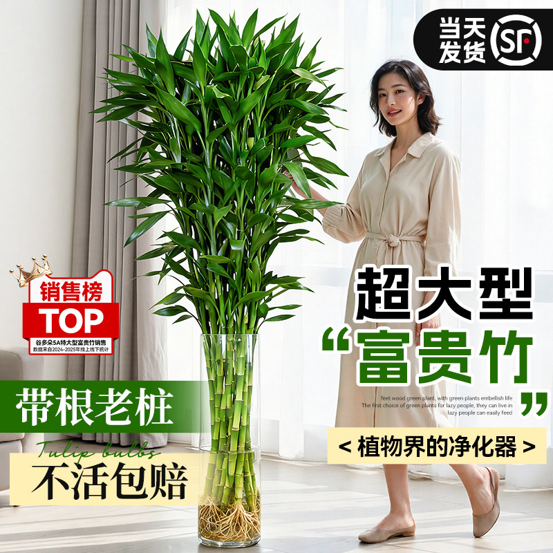 带根老桩富贵竹水培绿植物超大粗枝杆水养室内客厅招财好养转运竹
