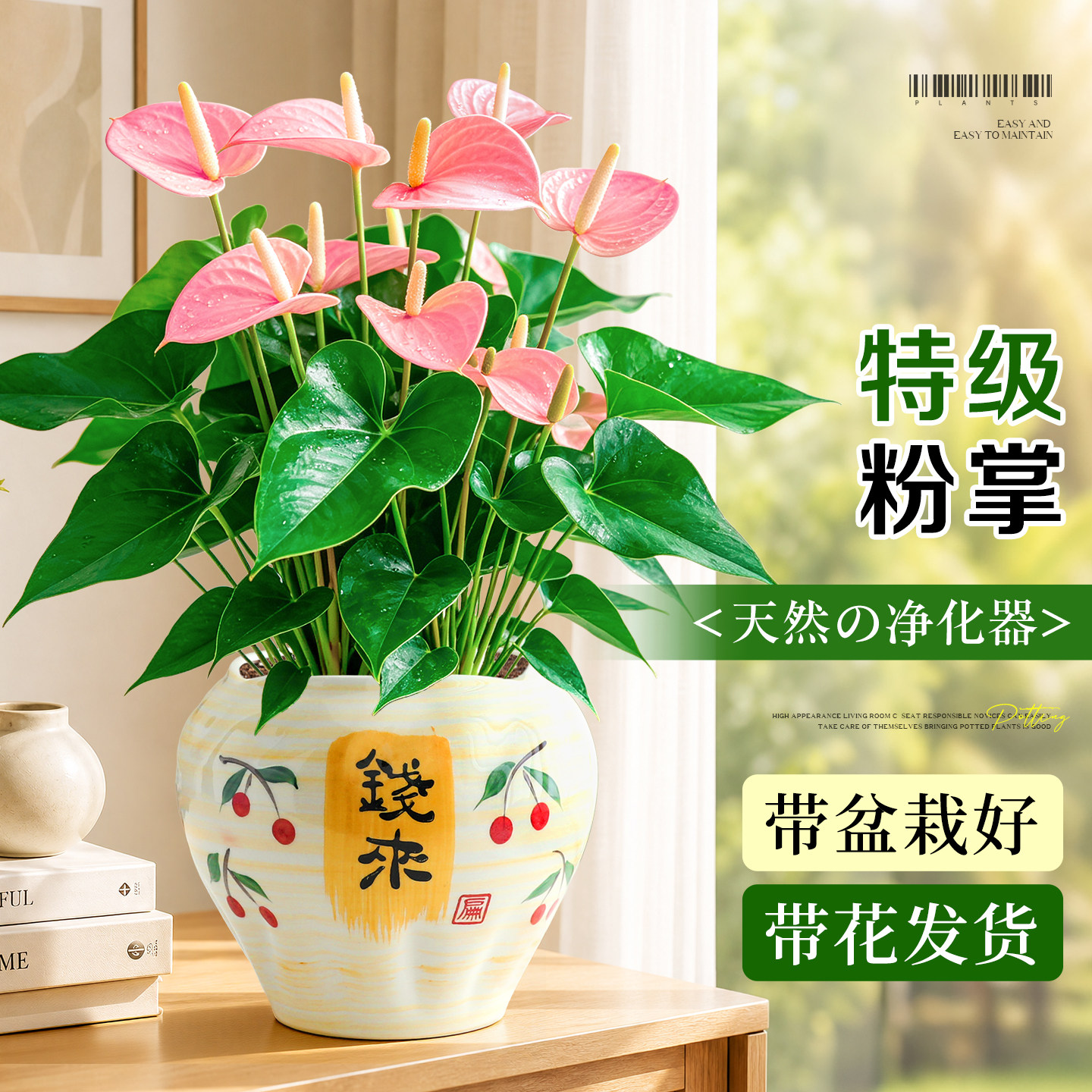 特级带花粉掌盆栽室内绿植多季开花客厅桌面耐阴好养花卉鸿运当头