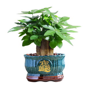 大盆三杆发财树盆栽绿植室内开业招财植物中式盆景四季常青好养