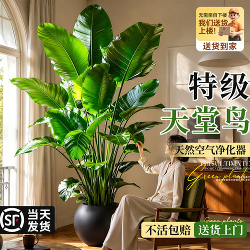 【四季常青】天堂鸟新家大型绿植