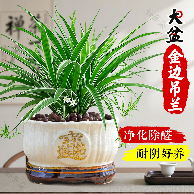 特级大盆金边吊兰盆栽室内客厅绿植花卉四季好养净化空气除醛植物