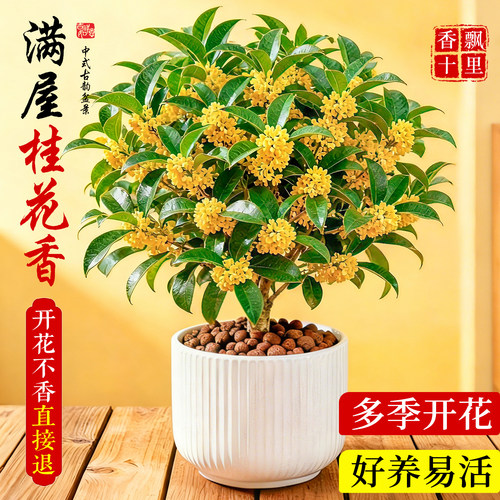 【多季开花】浓香四季桂花可食用