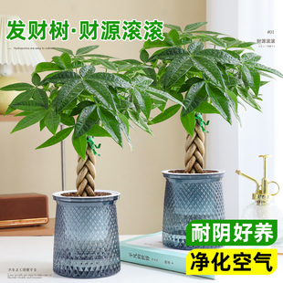 辫子发财树绿植小盆栽花卉客厅办公室内四季常青好养招财水培植物