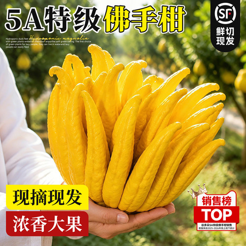 【浓香大果佛手柑】云南香橼果