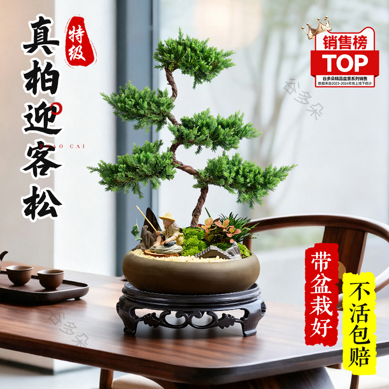 迎客松盆栽真柏绿植室内客厅塔松