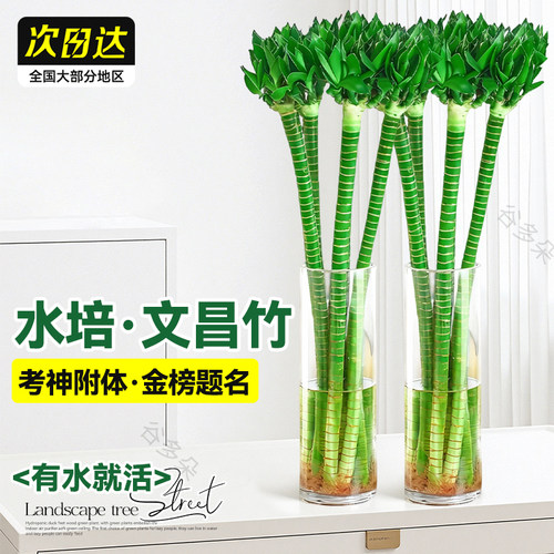 文昌竹4枝金榜题名水培富贵竹