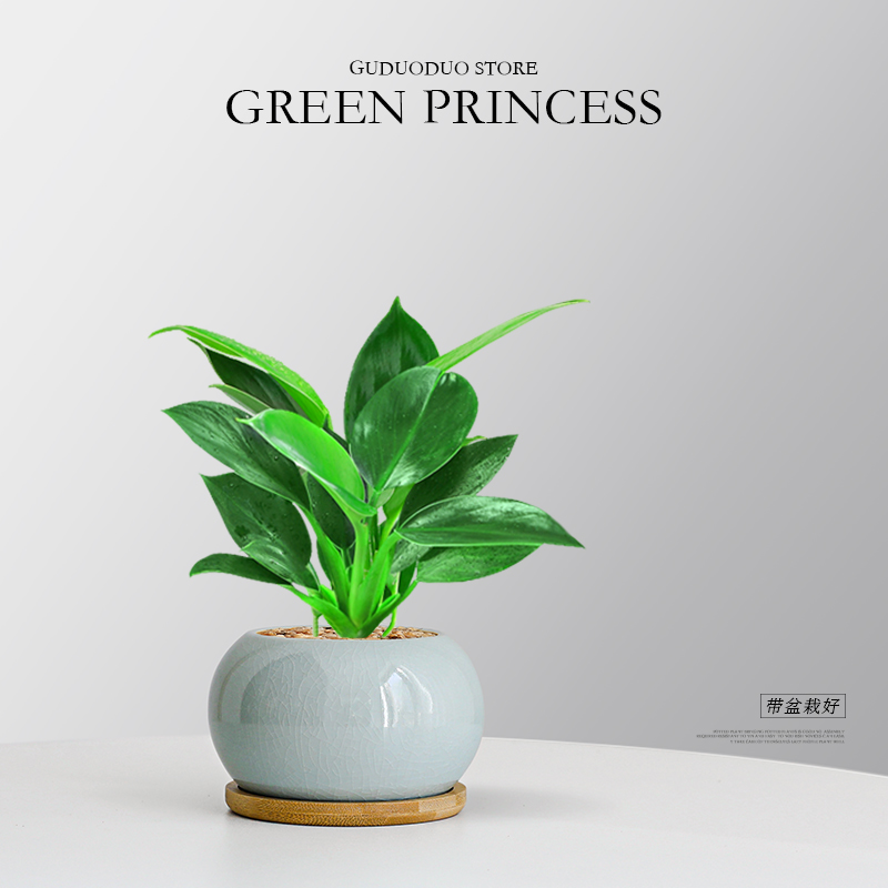 金钻绿公主室内好养常绿桌面盆栽