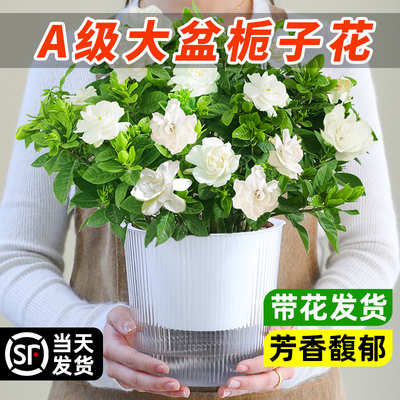 大盆栀子花盆栽室内花卉清新空气