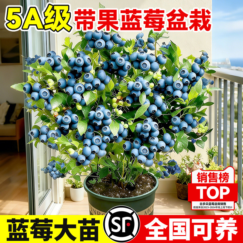 带花带果蓝莓树盆栽发货室内外阳台耐寒全国可养蓝梅苗四季可结果