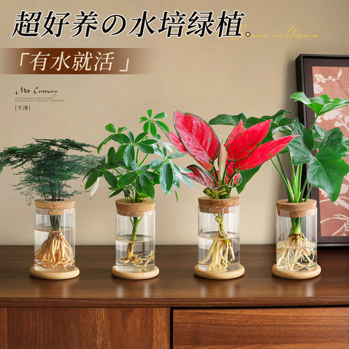 【超好养水培绿植】招财文竹盆栽