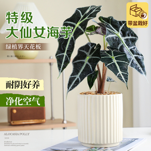 大仙女海芋客厅室内桌面非洲面具观音莲植物客厅好养网红高级盆栽