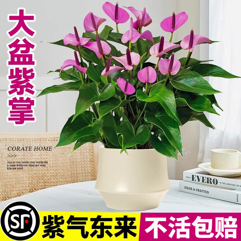 大盆齐祖紫掌盆栽带花桌面绿植水培物办公室内客厅香妃好养活花卉