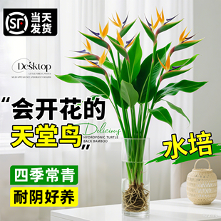 天堂鸟水培植物盆栽客厅办公室内桌面好养绿植盆景鹤望兰四季常青
