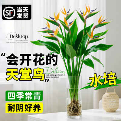 天堂鸟水培植物鹤望兰盆栽绿植