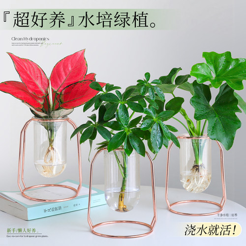 【桌面好养绿植】办公室鸭脚木