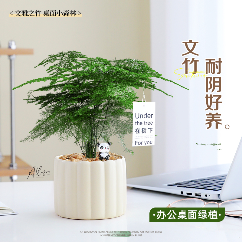 文竹小盆栽办公室内桌面好养绿植