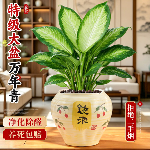 【净化空气】大盆万年青耐阴好养