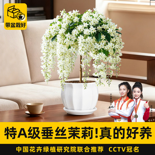 【老桩垂丝茉莉】年宵花好养绿植