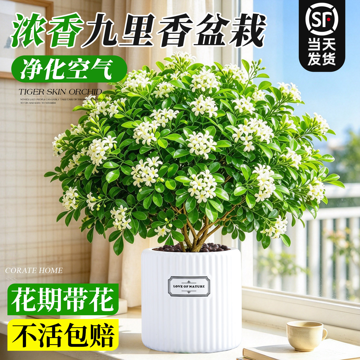 特级丛生九里香盆栽带花苞清新空气开花浓香室内阳台花卉好养绿植