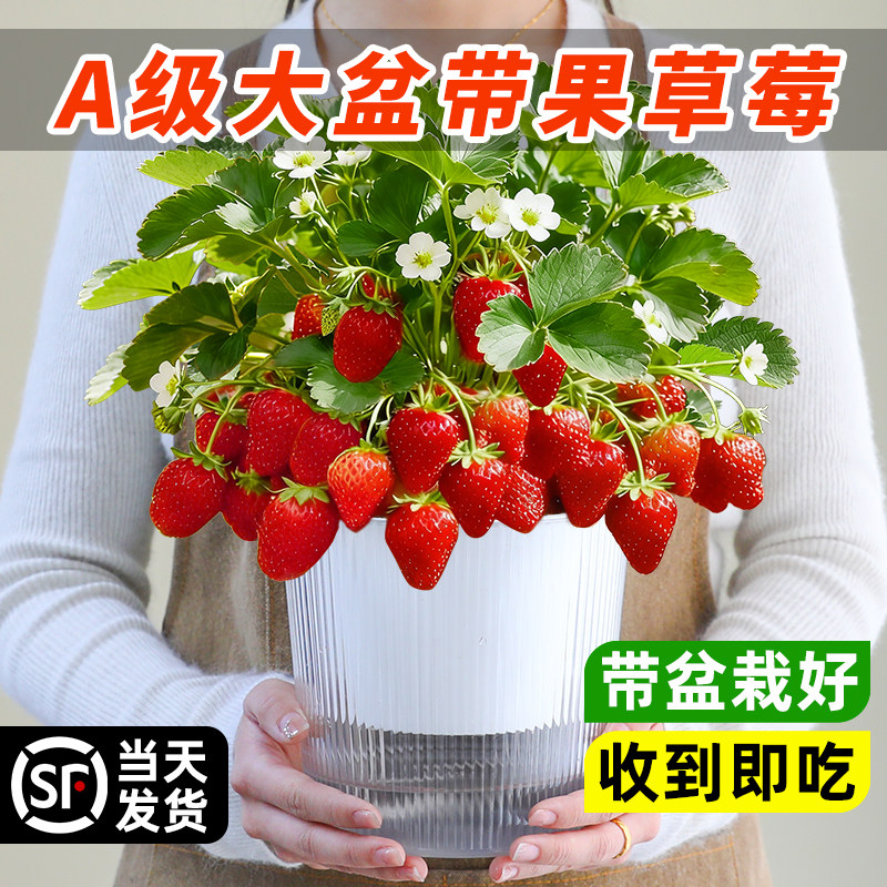 大盆带果草莓盆栽阳台室内树果苗绿植好养结果四季可种植南北耐寒