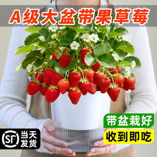 大盆带果草莓盆栽阳台室内树果苗绿植好养结果四季可种植南北耐寒