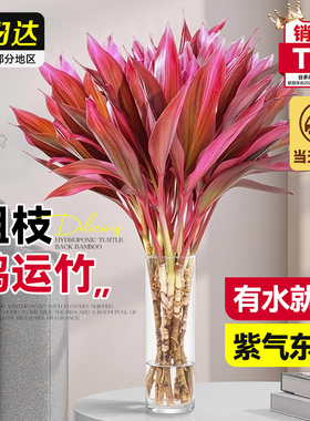 富贵竹水培植物紫竹鸿运竹带根粗杆龙竹客厅招财竹子室内转运绿植