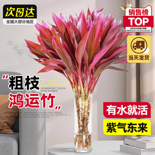富贵竹水培植物紫鸿运竹转运绿植