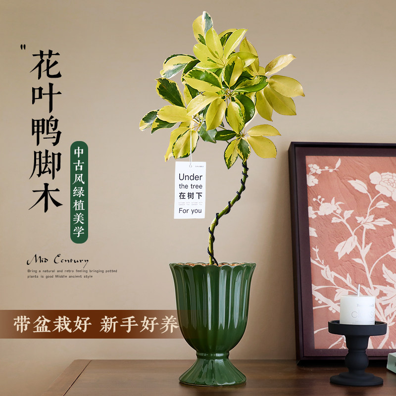 造型花叶鸭脚木绿植盆栽耐阴好养图片