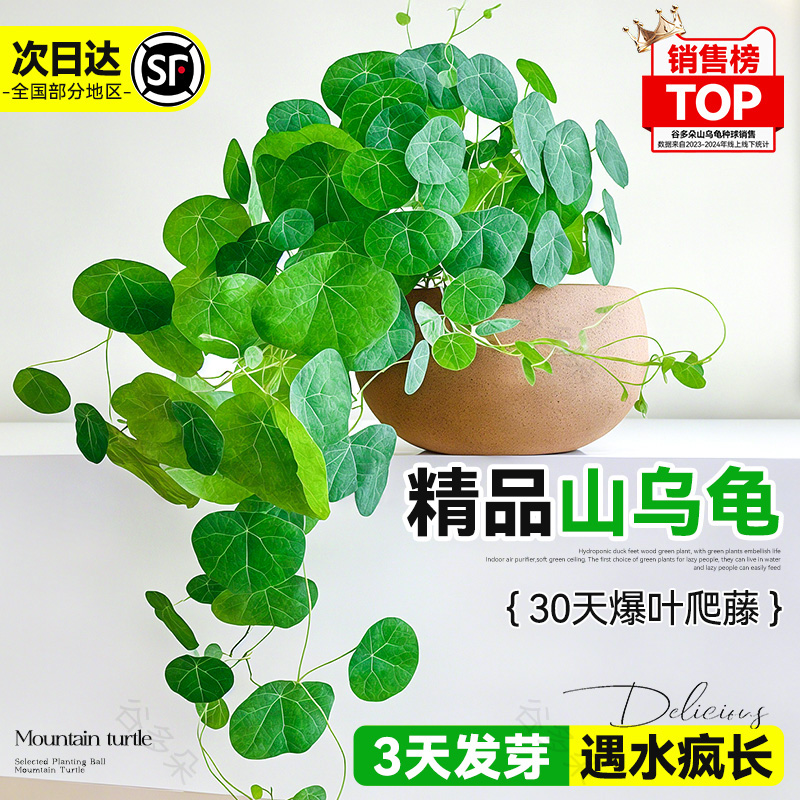 山乌龟植物一叶龟金不换种球水培好养盆栽室内阳台爬藤观叶绿植物