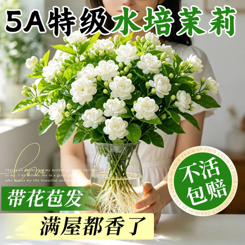 【香飘满屋】水培茉莉花室内好养
