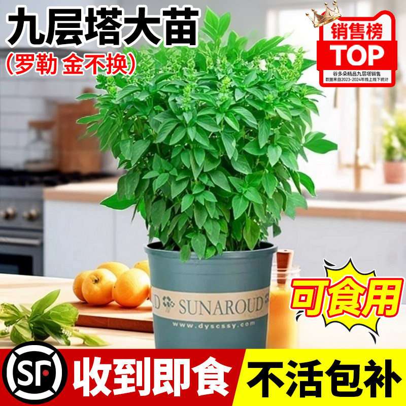 九层塔盆栽可食用新鲜罗勒叶金不换室内驱蚊植物大苗薄荷迷迭香料,鲜花速递/花卉仿真/绿植园艺,绿植,淘宝优惠券,粉丝福利购,淘宝优惠卷