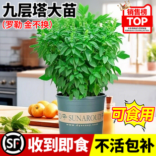 九层塔盆栽可食用新鲜罗勒叶金不换室内驱蚊植物大苗薄荷迷迭香料